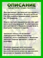 Лейцестерия прекрасная Голден Лантернс