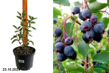 Ирга канадская Ламарка (Amelanchier Lamarckii) С3 лс