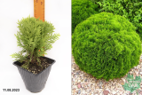 Туя западная Даника (Thuja occidentalis Danica) С2 кв.