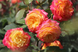 Роза флорибунда Гартенспасс (Rosa Floribunda Gartenspass) С6