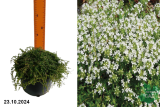 Тимьян ранний Альбифлорус (Thymus praecox Albiflorus) С1,5