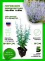 Перовския Прайм Тайм