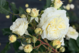 Роза английская Патиенс (Rose еnglish Patience) С6