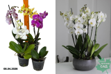 Орхидея Фаленопсис микс (Phalaenopsis mix) Р12э