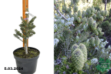 Пихта корейская Сильберлок (Abies koreana Silberlocke) С5