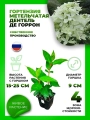 Гортензия метельчатая Дентель де Гаррон