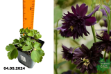 Аквилегия обыкновенная Блэк Барлоу (Aquilegia vulgaris Black Barlow) Р9