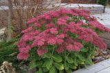 Очиток (седум) видный Бриллиант (Sedum spectabile Brilliant) С2