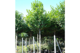 Лавровишня обыкновенная София (штамб 120) (Prunus laurocerasus) С18