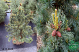 Сосна мелкоцветковая Негиши (Pinus parviflora Negishi) ком
