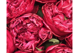 Роза срезочная Расберри Элеганс (Rose Raspbery Elegance) ОКС