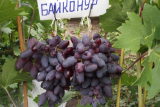 Виноград Байконур