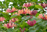 Жимолость Гекрота Американ Бьюти (Lonicera heckrottii American Beauty) С2 лс