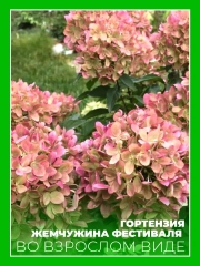 Гортензия метельчатая Жемчужина Фестиваля