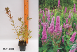 Спирея Билларда (Spiraea billardii) Р9