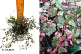 Мюленбекия комплекса Пинк Камуфляж (Muehlenbeckia complexa Pink Camouflage) С3
