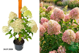 Гортензия метельчатая Пиксио (Hydrangea paniculata Pixio) С3 лс