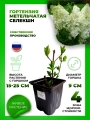 Гортензия метельчатая Селекшн