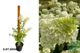 Гортензия метельчатая Диамантино (Hydrangea paniculata Diamantino) С3