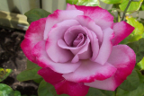 Роза чайно-гибридная Парадиз (Rose Hybrid Paradis) ОКС Topalovic