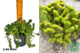 Очиток (седум) Кристатум (Sedum Cristatum) С1,5