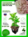 Гортензия метельчатая Литтл Лав