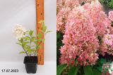 Гортензия метельчатая Мэджикал Кэндл (Hydrangea paniculata Magical Candle) Р9