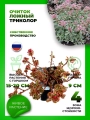 Очиток ложный Триколор