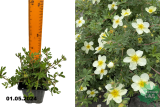 Лапчатка кустарниковая Абботсвуд (Potentilla fruticosa Abbotswood) Р9