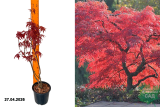 Клен пальмолистный Атропурпуреум (Acer palmatum Atropurpureum) Р14