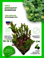 Мята Джинджер (имбирная)