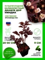 Пузыреплодник калинолистный Диабле ДOр Миндиа