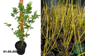 Дерен отпрысковый Флавирамеа (Cornus stolonifera Flaviramea) С3.