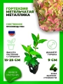 Гортензия метельчатая Металлика