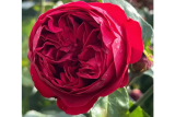Роза шраб Ред Энд Роуз (Rosa Red Eden Rose) ОКС