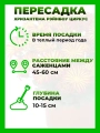 Хризантема крупноцветковая Рейнбоу Циркус
