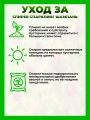 Спирея японская Спарклинг Шампань