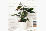 Антуриум Андре Чоколейт (Anthurium andraeanum Chocolate) Р12