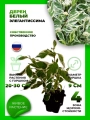 Дерен белый Элегантиссима