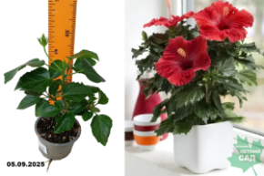 гибискус китайский