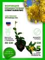 Форзиция промежуточная Спектабилис