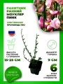 Ракитник ранний Моуклер Пинк