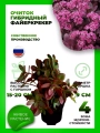 Очиток гибридный Файеркрекер