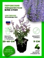 Перовския лебедолистная Блю Стил