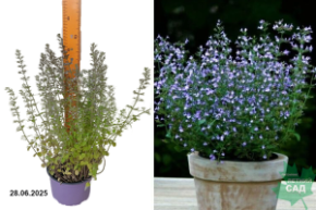 душевик блю