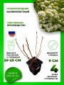 Пузыреплодник калинолистный