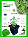 Мята ананасная Пинедо
