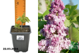 Сирень обыкновенная Монтень (Syringa vulgaris Montaigne) Р9