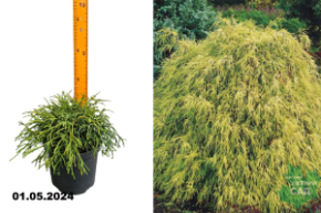 Кипарисовик горохоплодный Филифера Нана (Chamaecyparis pisifera Filifera Aurea Nana) С2,5