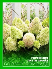 Гортензия метельчатая Литтл Фрайз